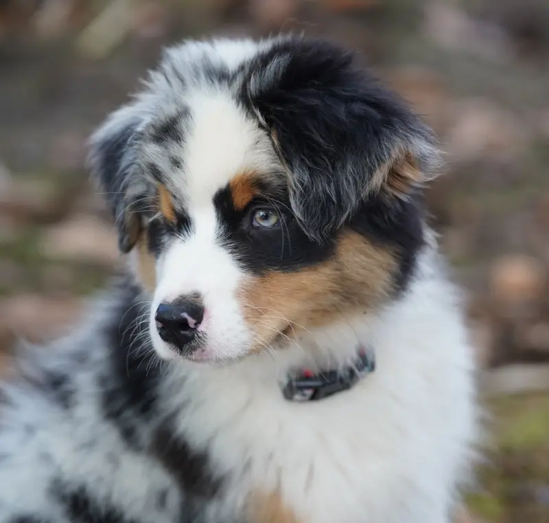 Portée de Berger australien, élevage Of Fantasia Collies