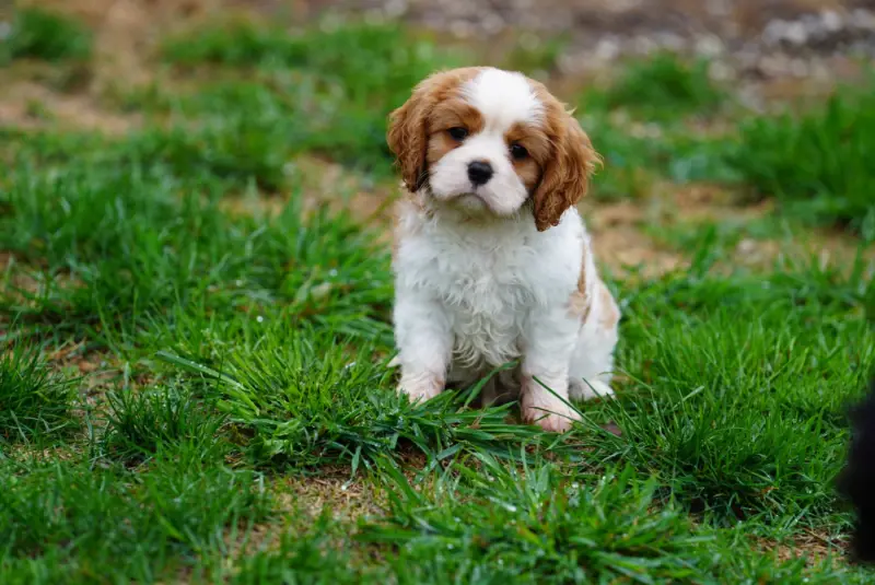 Big boss, Cavalier King Charles, élevage Of Fantasia Collies