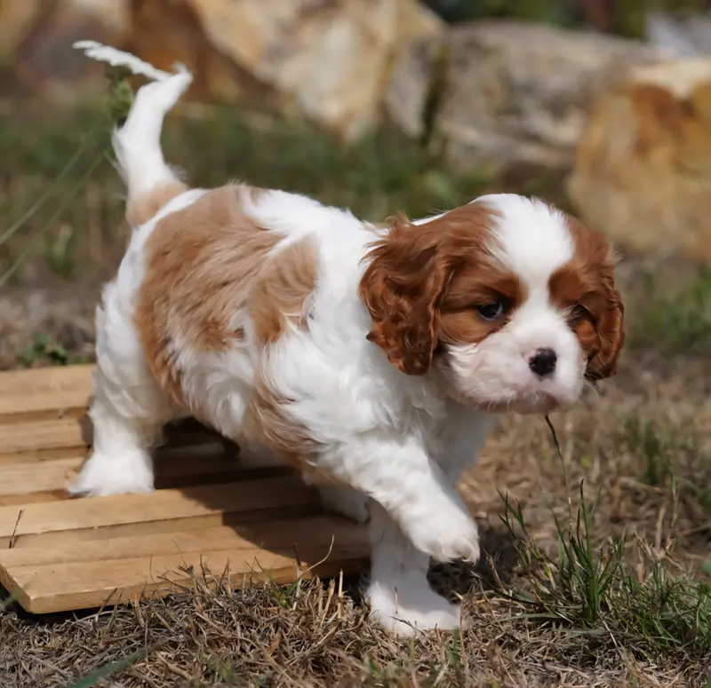 Billy, Cavalier King Charles, élevage Of Fantasia Collies