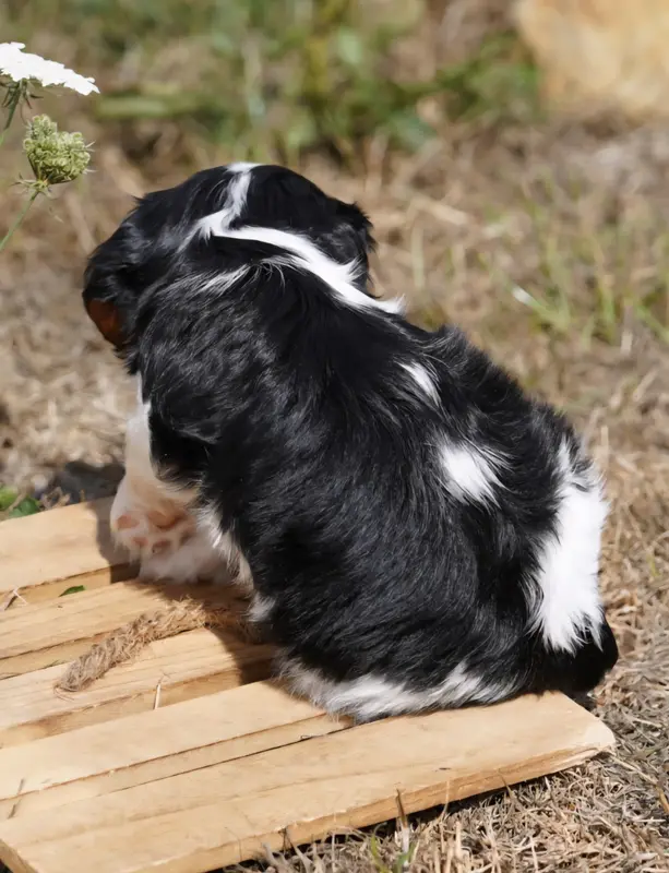 Photo de l'élevage Of Fantasia Collies