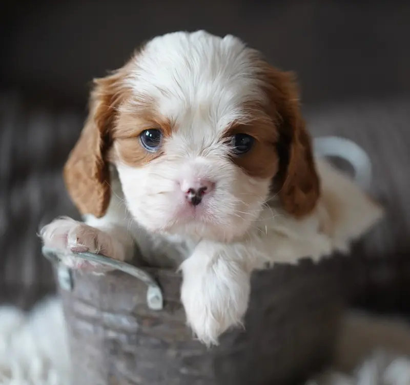 Rita, Cavalier King Charles, élevage Of Fantasia Collies