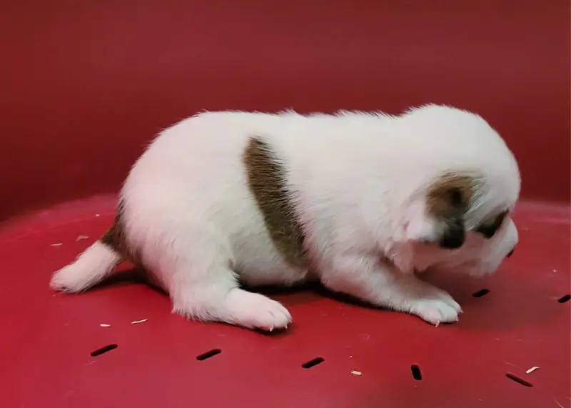Portée de Jack Russell terrier, élevage Des Marais de Courmont