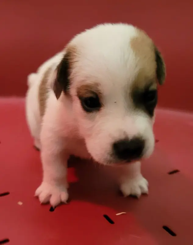 Portée de Jack Russell terrier, élevage Des Marais de Courmont