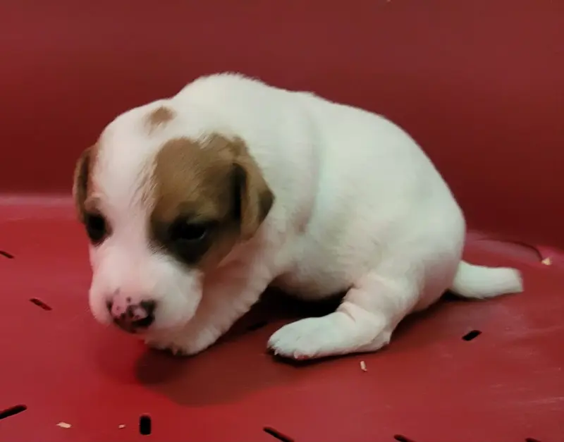 Portée de Jack Russell terrier, élevage Des Marais de Courmont