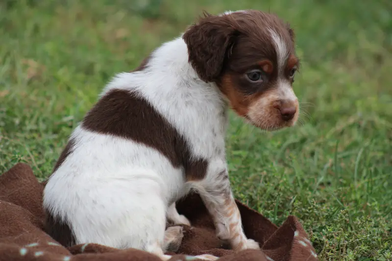 Chiot, Épagneul breton, élevage De la Vallee de la Py