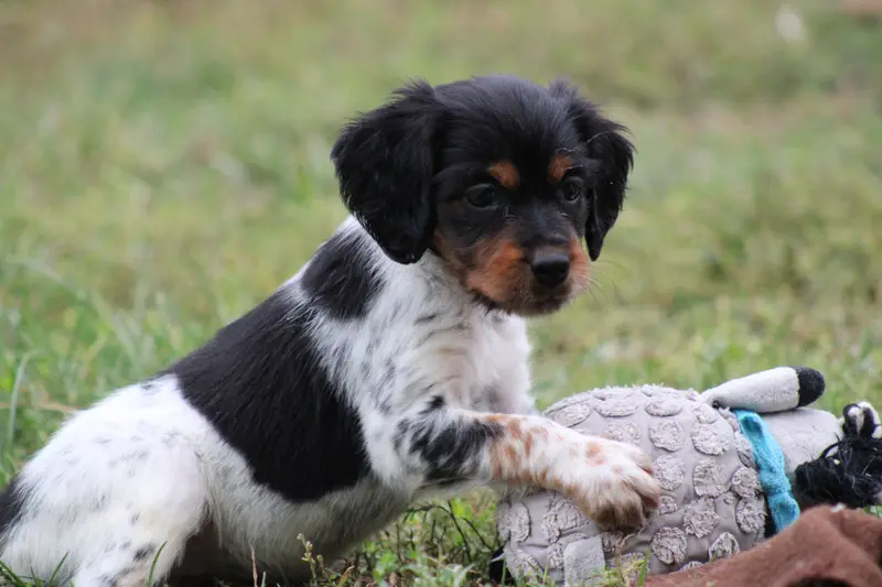 Chiot, Épagneul breton, élevage De la Vallee de la Py