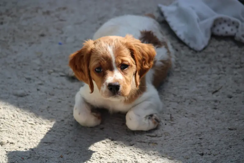 Chiot, Épagneul breton, élevage De la Vallee de la Py
