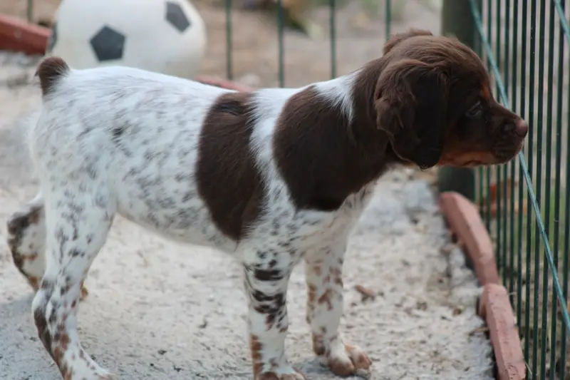 Chiot, Épagneul breton, élevage De la Vallee de la Py