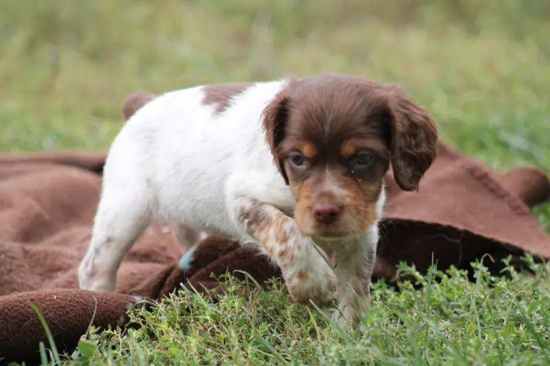 Chiot, Épagneul breton, élevage De la Vallee de la Py