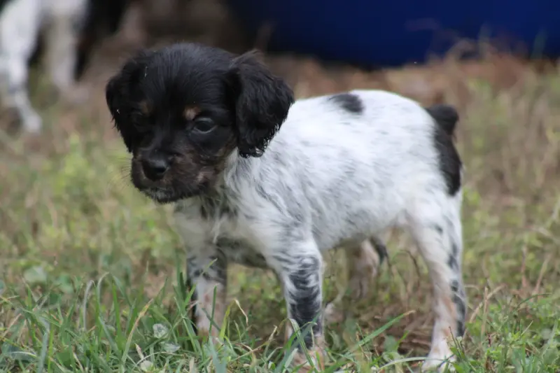 Chiot, Épagneul breton, élevage De la Vallee de la Py