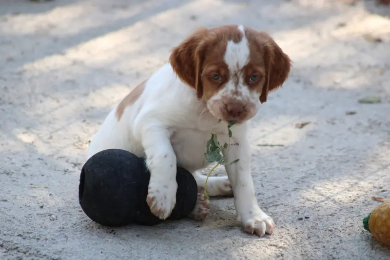 Chiot, Épagneul breton, élevage De la Vallee de la Py