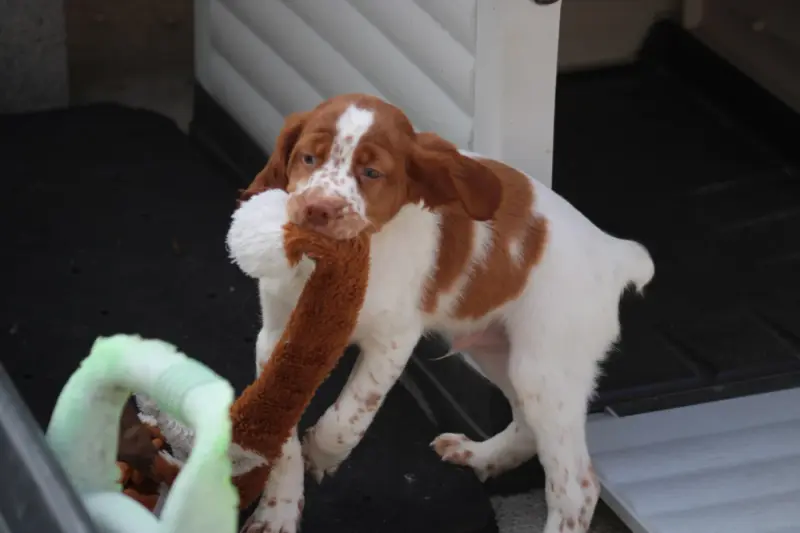 Chiot, Épagneul breton, élevage De la Vallee de la Py