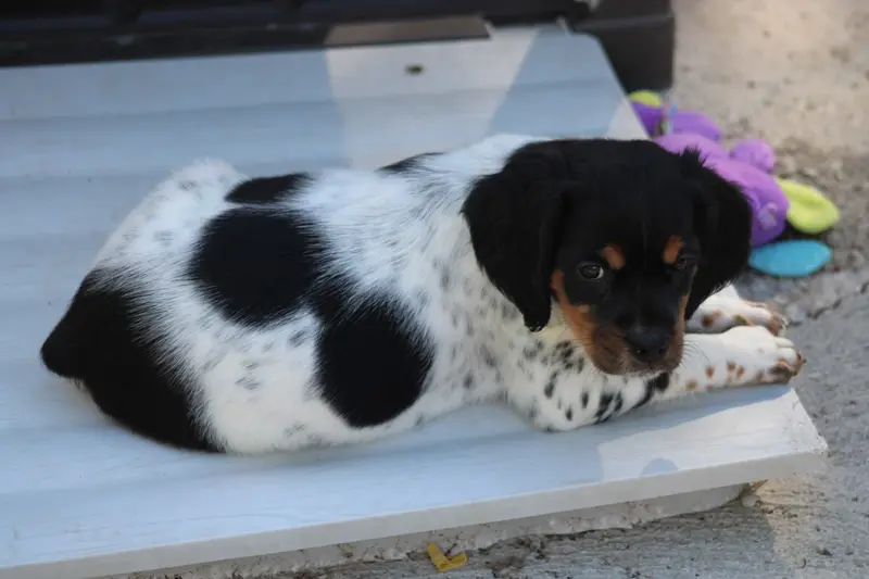 Chiot, Épagneul breton, élevage De la Vallee de la Py