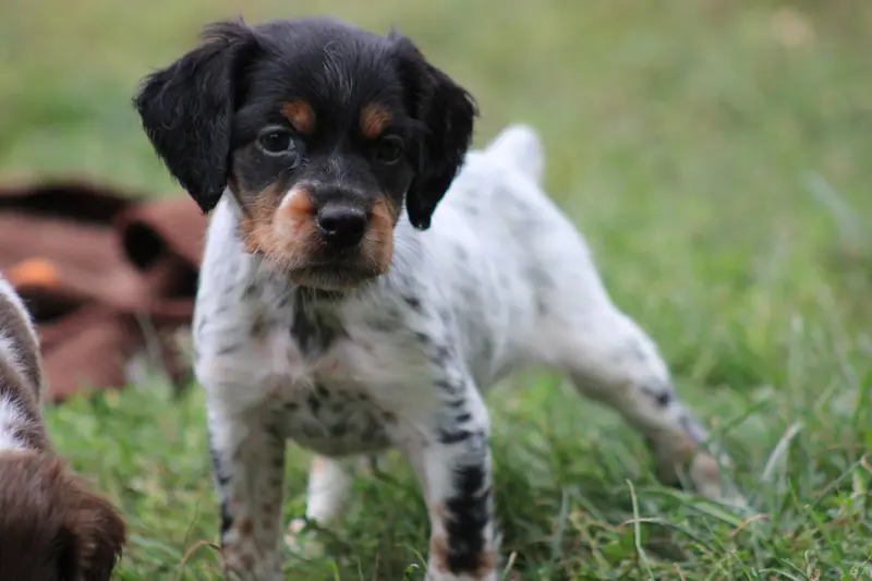 Chiot, Épagneul breton, élevage De la Vallee de la Py