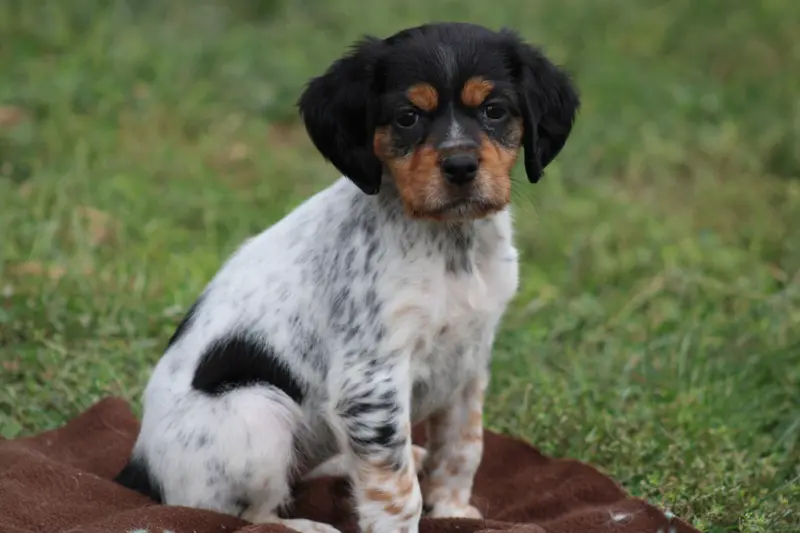 Chiot, Épagneul breton, élevage De la Vallee de la Py