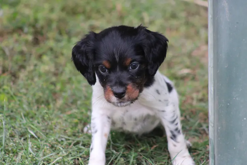 Chiot, Épagneul breton, élevage De la Vallee de la Py