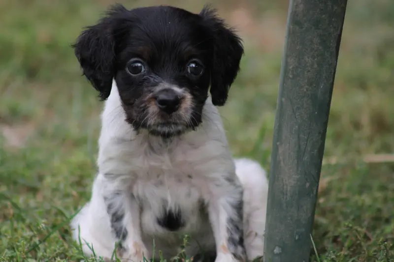 Chiot, Épagneul breton, élevage De la Vallee de la Py