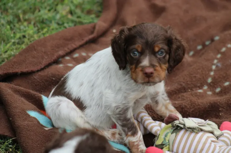 Chiot, Épagneul breton, élevage De la Vallee de la Py