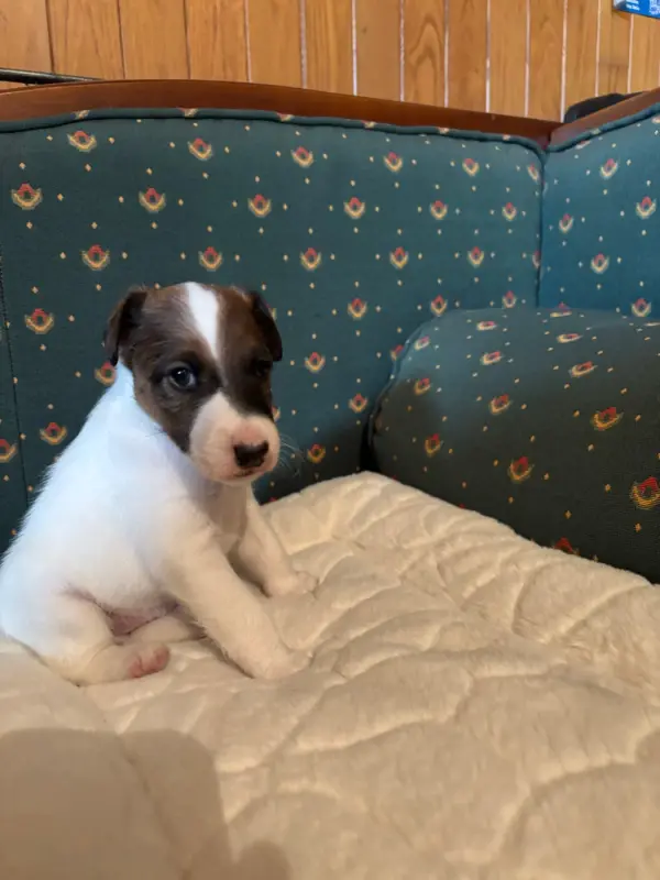 Chiot, Fox terrier poil lisse, élevage De la Meute Champenoise