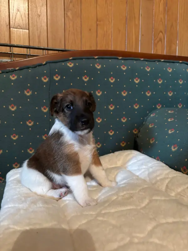 Chiot, Fox terrier poil lisse, élevage De la Meute Champenoise