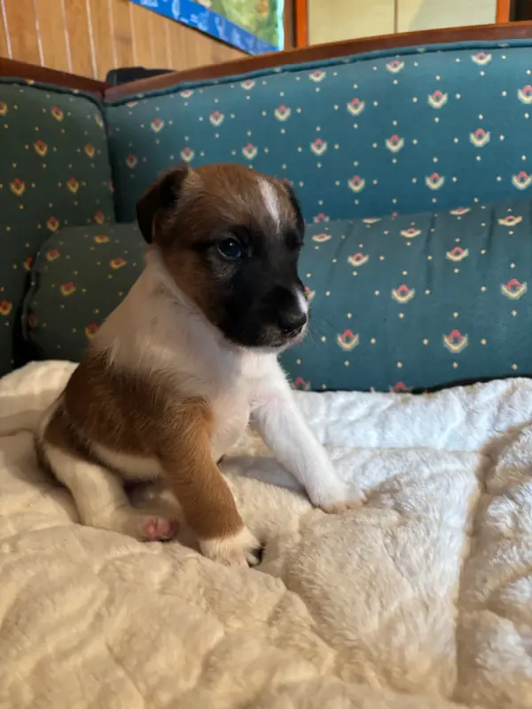 Chiot, Fox terrier poil lisse, élevage De la Meute Champenoise