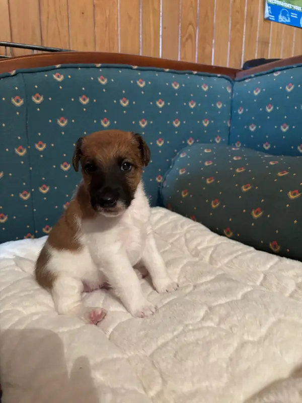Chiot, Fox terrier poil lisse, élevage De la Meute Champenoise