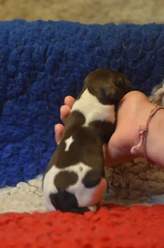 Photo de l'élevage Vom Hundegelaut