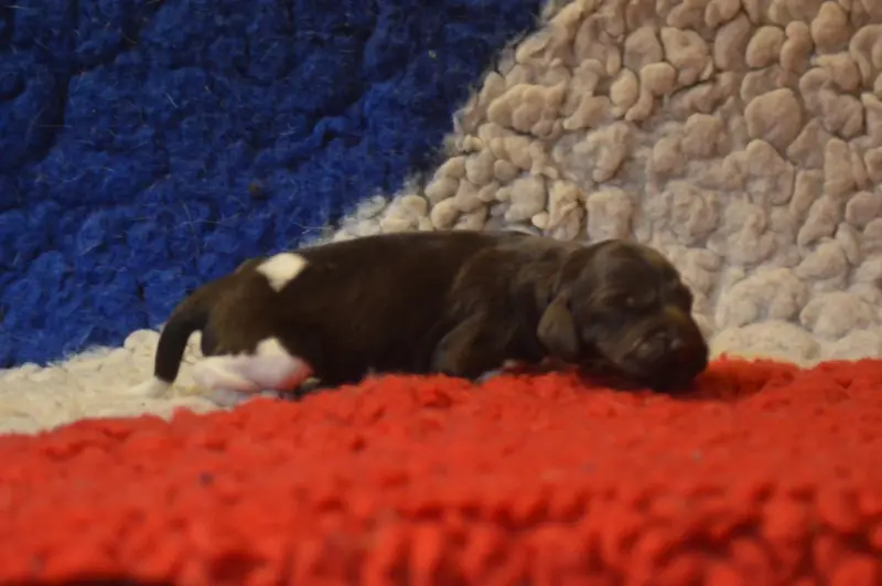 Chiot, Petit épagneul de Münster, élevage Vom Hundegelaut