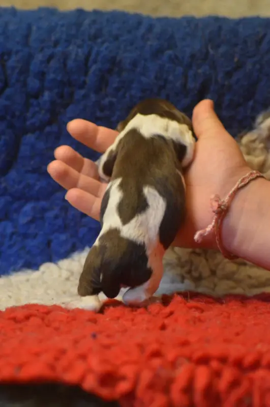 Photo de l'élevage Vom Hundegelaut