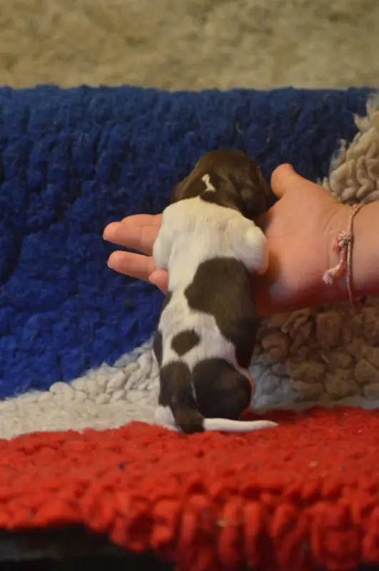 Photo de l'élevage Vom Hundegelaut
