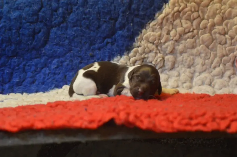 Photo de l'élevage Vom Hundegelaut