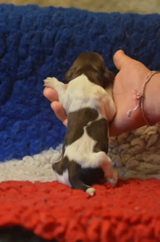 Portée de Petit épagneul de Münster, élevage Vom Hundegelaut