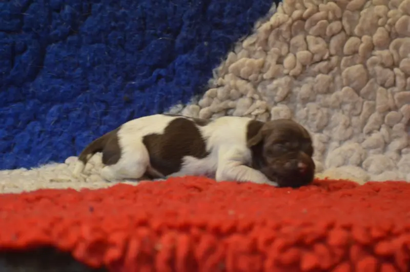 Photo de l'élevage Vom Hundegelaut