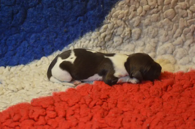 Photo de l'élevage Vom Hundegelaut