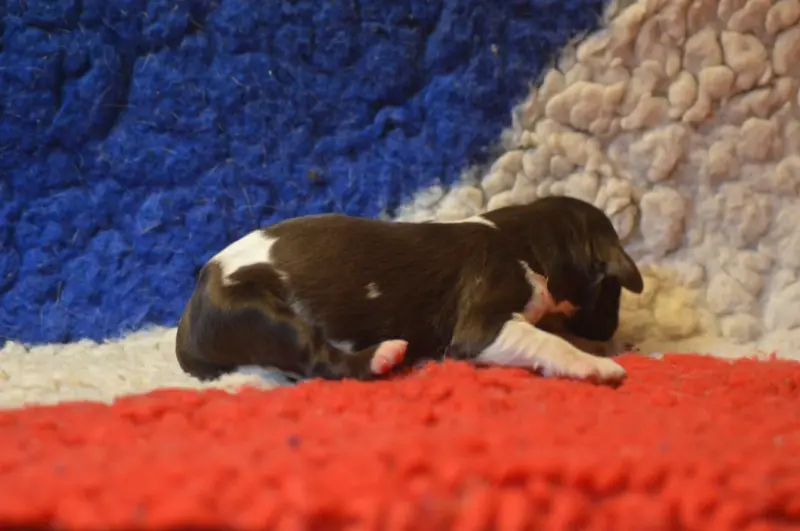 Chiot, Petit épagneul de Münster, élevage Vom Hundegelaut