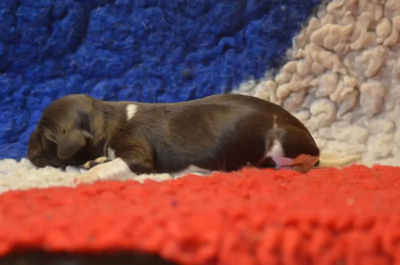 Chiot, Petit épagneul de Münster, élevage Vom Hundegelaut