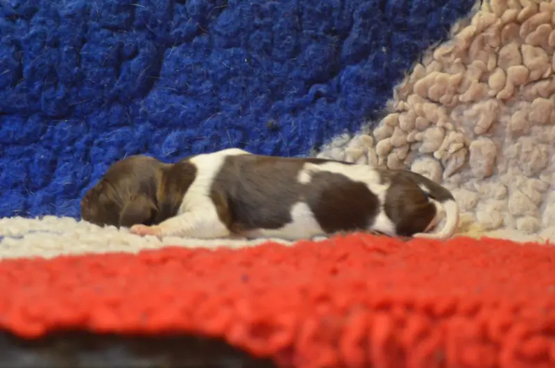 Photo de l'élevage Vom Hundegelaut
