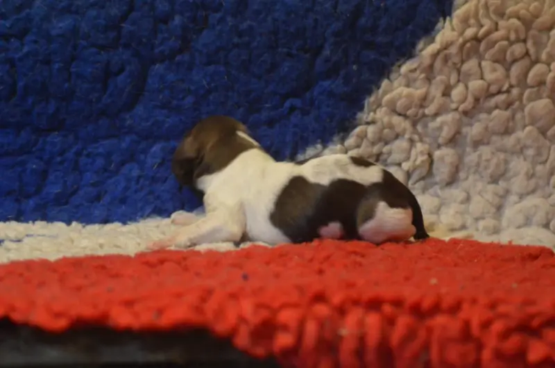 Photo de l'élevage Vom Hundegelaut