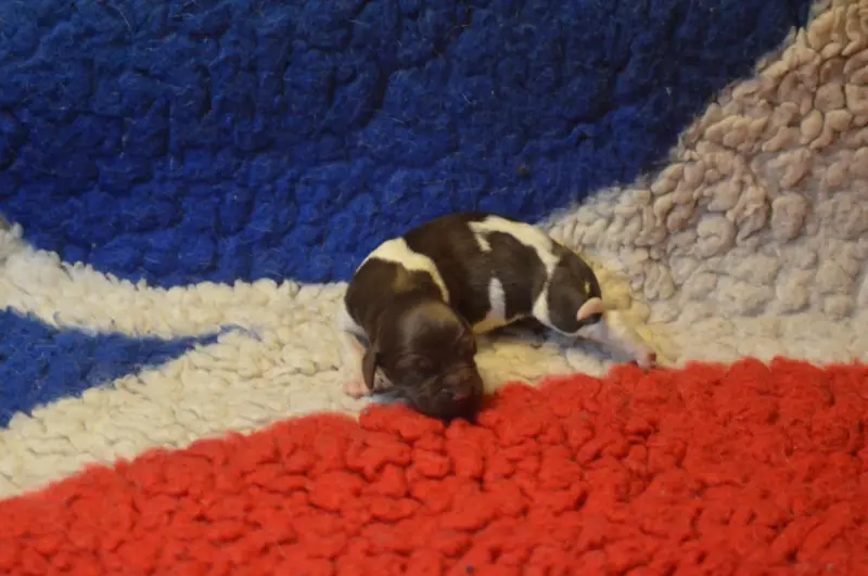 Photo de l'élevage Vom Hundegelaut
