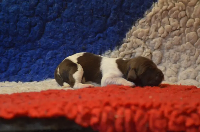 Photo de l'élevage Vom Hundegelaut
