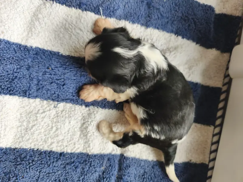 Portée de Cavalier King Charles, élevage Du Domaine des Quatre Pattes