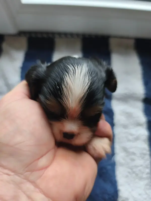 Portée de Cavalier King Charles, élevage Du Domaine des Quatre Pattes