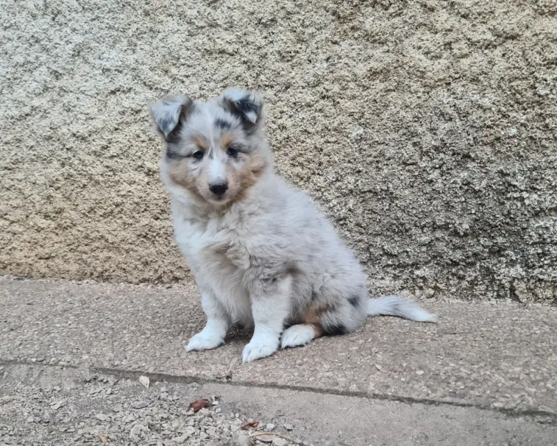 Fem bleu Fauve blanc, Berger des Shetland, élevage Du Vent des Moissons