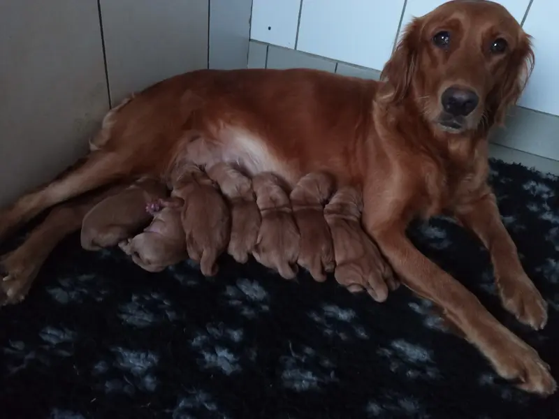 Portée de Golden retriever, élevage Des Fields d'Est
