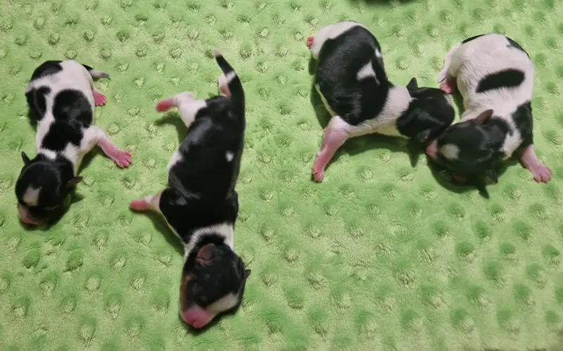 Portée de Biewer terrier, élevage Du Joli Fou