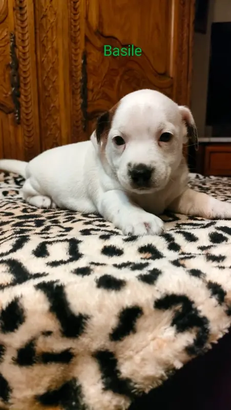 Chiot, Jack Russell terrier, élevage Du Clos des Dolls