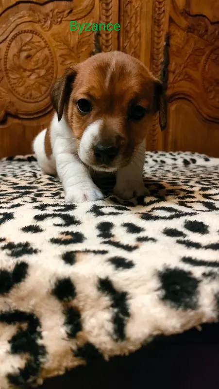 Chiot, Jack Russell terrier, élevage Du Clos des Dolls