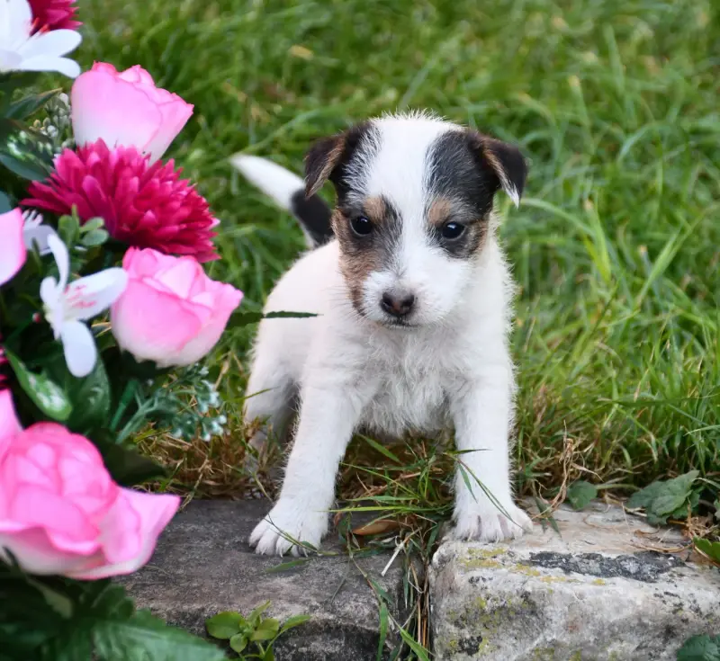 Garçon 2, Parson Russell terrier, élevage Du Pont du Riot d'Esnes