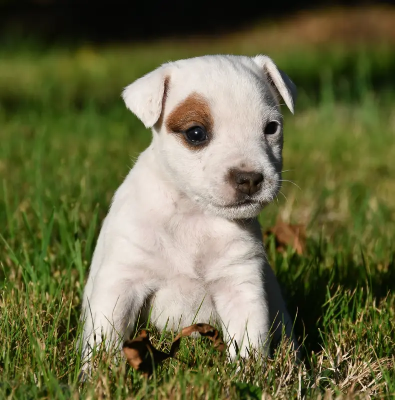 Chiot, Parson Russell terrier, élevage Du Pont du Riot d'Esnes