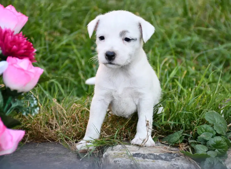 Fille 1, Parson Russell terrier, élevage Du Pont du Riot d'Esnes